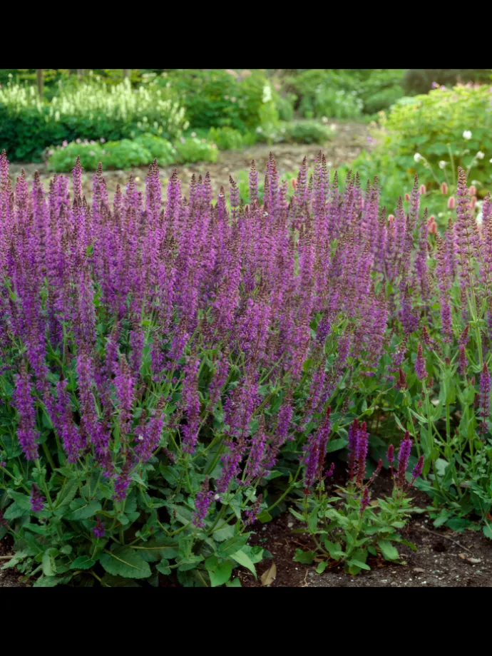 3 Salbei pflanzen Salvia nemorosa 'Ostfriesland'