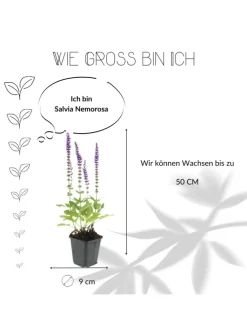 3 Salbei pflanzen Salvia nemorosa 'Ostfriesland'