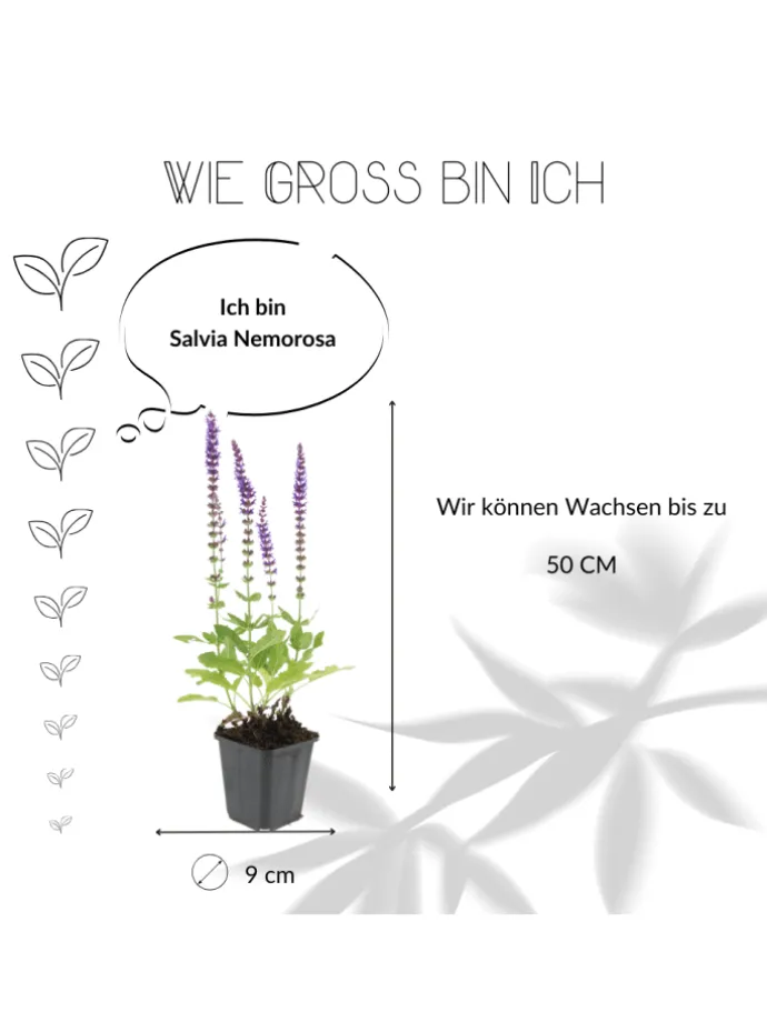 3 Salbei pflanzen Salvia nemorosa 'Ostfriesland'