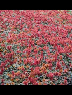 3 Stachelnusspflanzen Acaena microphylla 'Kupferteppich'