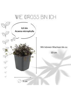 3 Stachelnusspflanzen Acaena microphylla 'Kupferteppich'