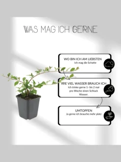 3 Stachelnusspflanzen Acaena microphylla 'Kupferteppich'