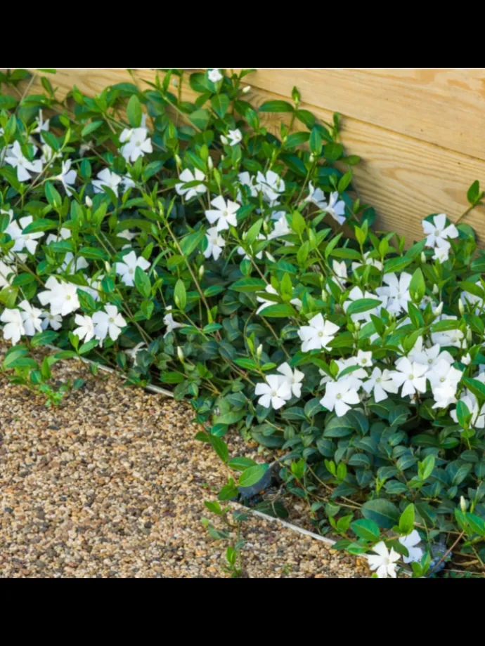 12 Weiße Immergrün pflanzen Vinca minor 'Alba'