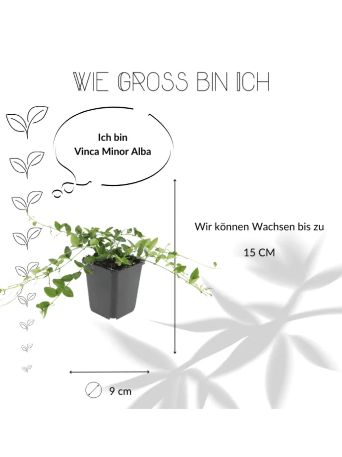 12 Weiße Immergrün pflanzen Vinca minor 'Alba'
