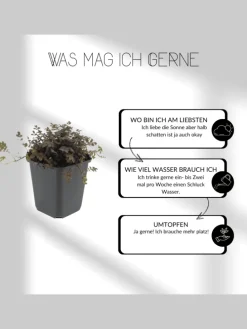 12 Weiße Immergrün pflanzen Vinca minor 'Alba'