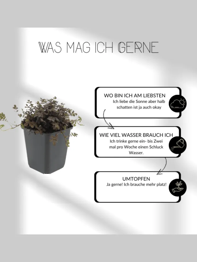 12 Weiße Immergrün pflanzen Vinca minor 'Alba'