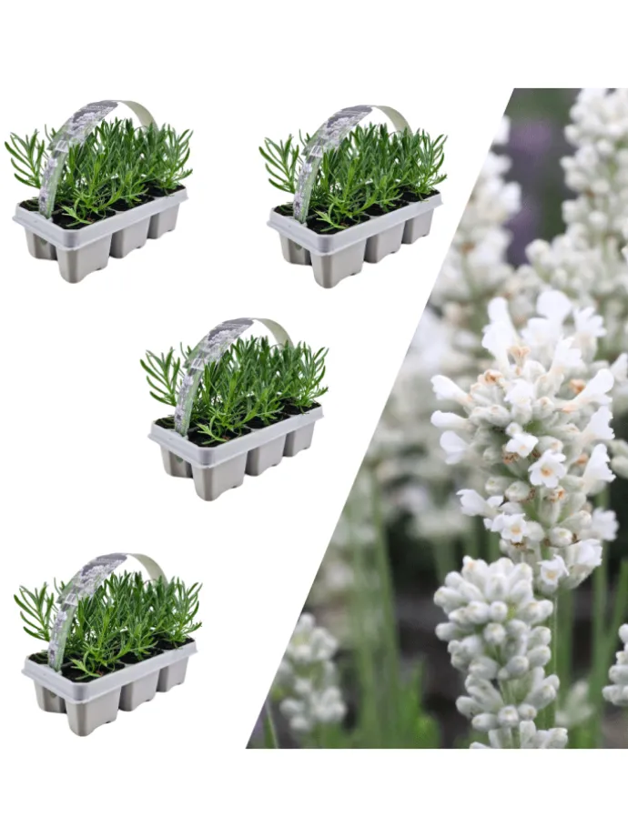 24 weisse Lavendelpflanzen Edelweiss