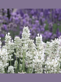 24 weisse Lavendelpflanzen Edelweiss