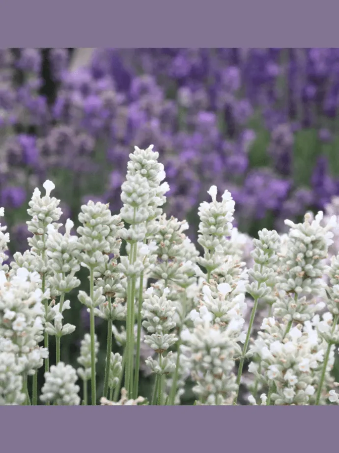24 weisse Lavendelpflanzen Edelweiss