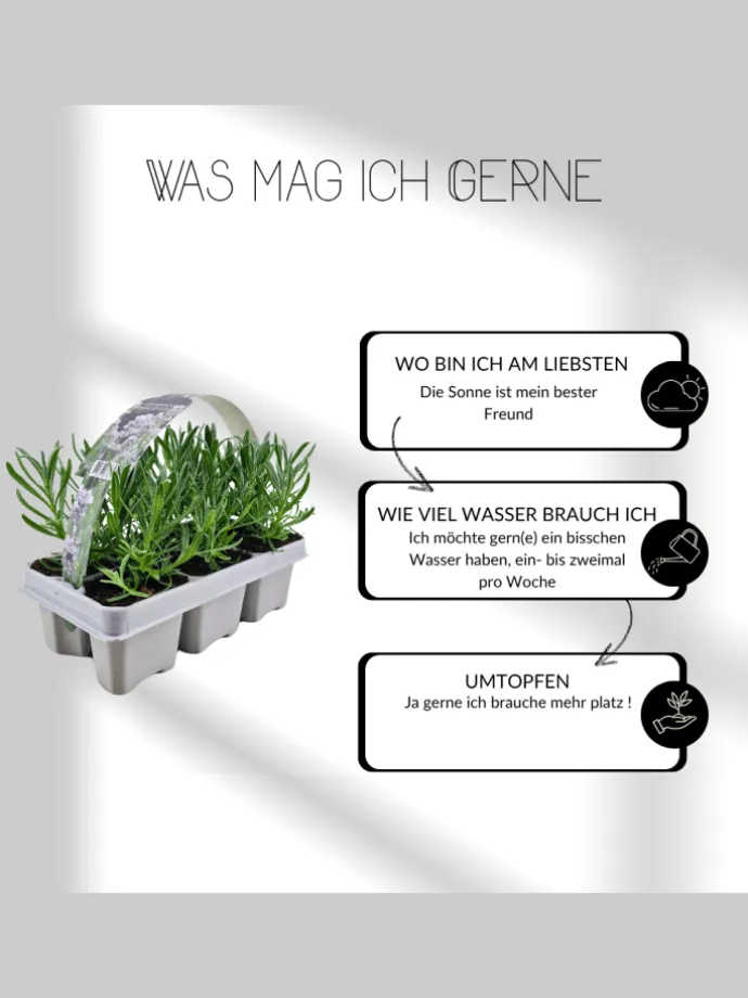 24 weisse Lavendelpflanzen Edelweiss