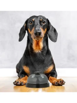 4 x Haustier Trainingsglocke in Bunt - (H)4,5 x Ø 7 cm