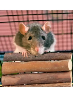 3 x Nagerbrücke in Natur - (B)10 x (T)22 cm