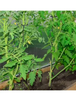 6 x Pflanzstäbe in Schwarz - 80 cm