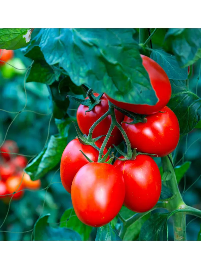 4 x Ranknetz in Grün - (B)350 x (H)200 cm