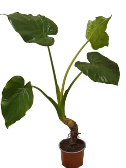 Alocasia cucullata Zimmerpflanze 50cm