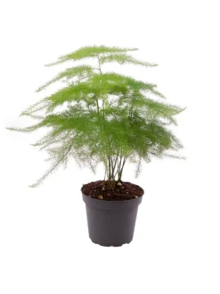 Asparagus setaceus Plumosus 35cm Zimmerpflanze