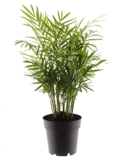 Bergpalme 45cm Zimmerpflanze