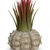 Bezaubernde Kombination aus Seeigelgehäuse und Tillandsia rosa 1er Set