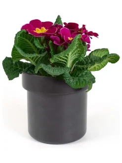 Blumentopf-Safe in Schwarz