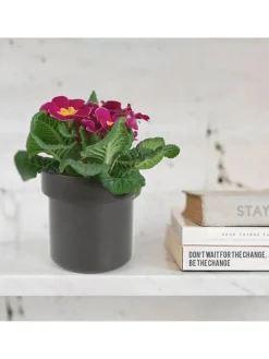 Blumentopf-Safe in Schwarz