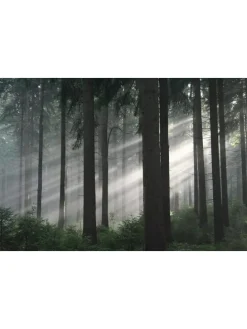 Das grüne Wunder - Unser Wald