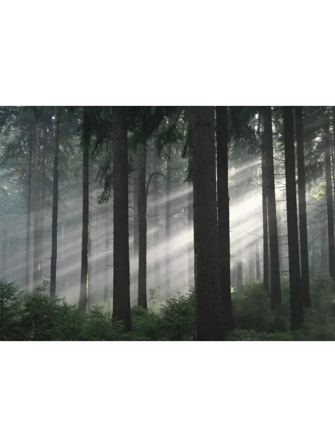 Das grüne Wunder - Unser Wald