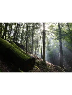 Das grüne Wunder - Unser Wald