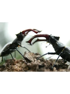 Das grüne Wunder - Unser Wald