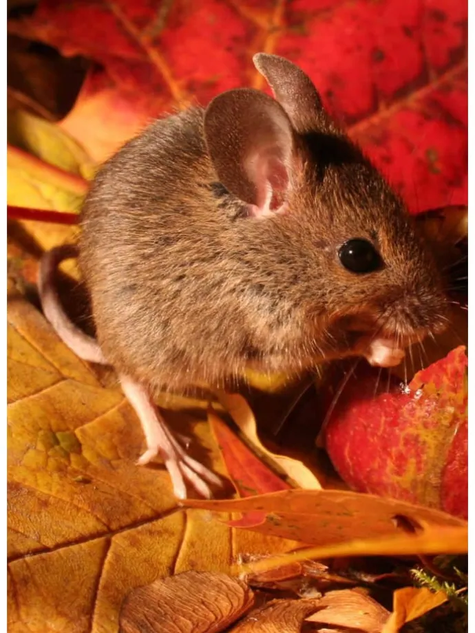 Das grüne Wunder - Unser Wald