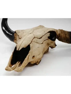 Deko Schädel Stier, Natur