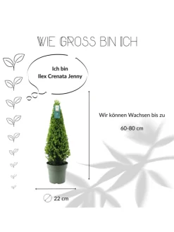 Echte Stechpalme pyramidenförmig 1x Ilex crenata 'Jenny' pyramidenförmig