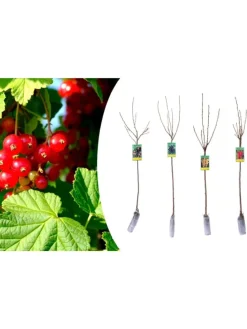 4er Set: Beerenpflanzen auf Stiel