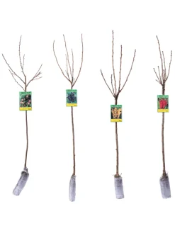 4er Set: Beerenpflanzen auf Stiel