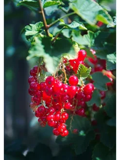 4er Set: Beerenpflanzen auf Stiel