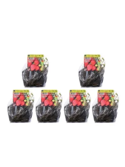 60-er set Erdbeerfrigopflanzen