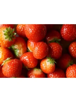 60-er set Erdbeerfrigopflanzen