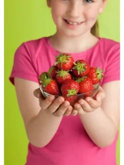 60-er set Erdbeerfrigopflanzen