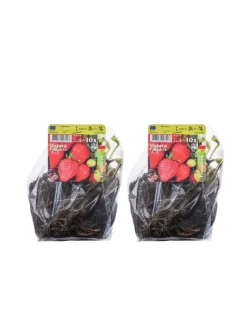 20-er set Erdbeerfrigopflanzen