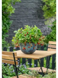 20-er set Erdbeerfrigopflanzen