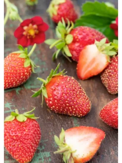 20-er set Erdbeerfrigopflanzen