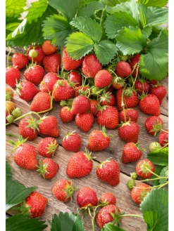 20-er set Erdbeerfrigopflanzen