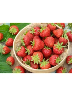 20-er set Erdbeerfrigopflanzen