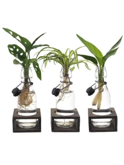 3er Set Zimmerpflanzen Mix im Dekoglas