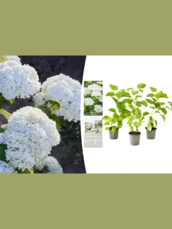 3er-Set: arb. 'Annabelle' Hortensien in Weiß