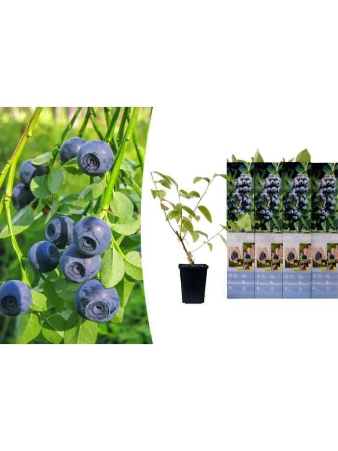4er-Set: Blaubeere in Blau