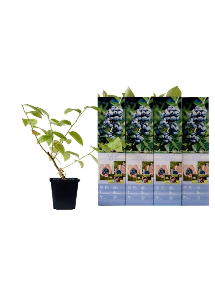 4er-Set: Blaubeere in Blau