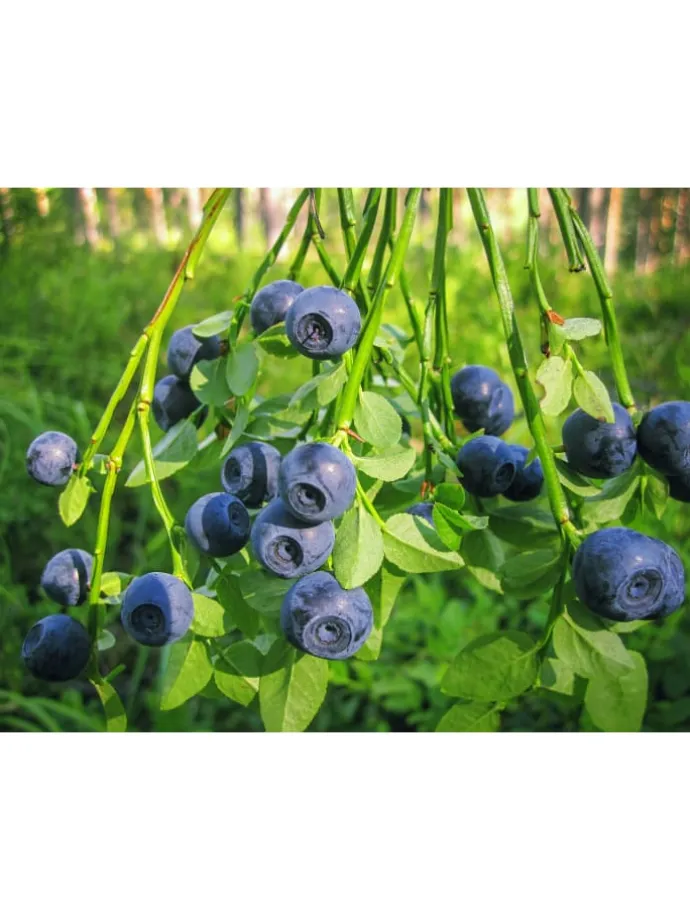 4er-Set: Blaubeere in Blau