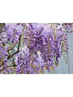 3er-Set: Blaue Regenpflanzen in Lila