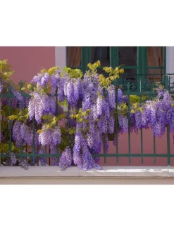 3er-Set: Blaue Regenpflanzen in Lila