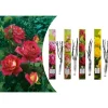 4er-Set: Duftende großblumige Gartenrosen in Bunt